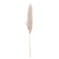 Oatmeal Tall Fluffy Natural Pampas