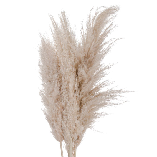 Oatmeal Tall Fluffy Natural Pampas