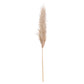 Butter Tall Fluffy Natural Pampas