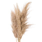 Butter Tall Fluffy Natural Pampas