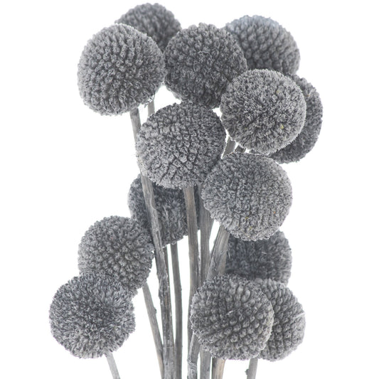 Dried Grey Billy Ball Bunch of 20