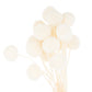 Dried White Billy Ball Bunch of 20