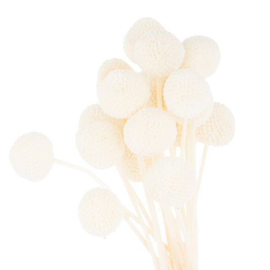 Dried White Billy Ball Bunch of 20