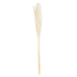 Cream Tall Fluffy Natural Pampas