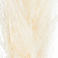 Cream Tall Fluffy Natural Pampas