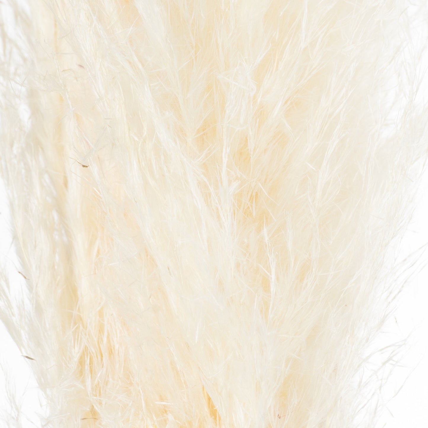 Cream Tall Fluffy Natural Pampas