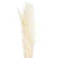 Cream Tall Fluffy Natural Pampas