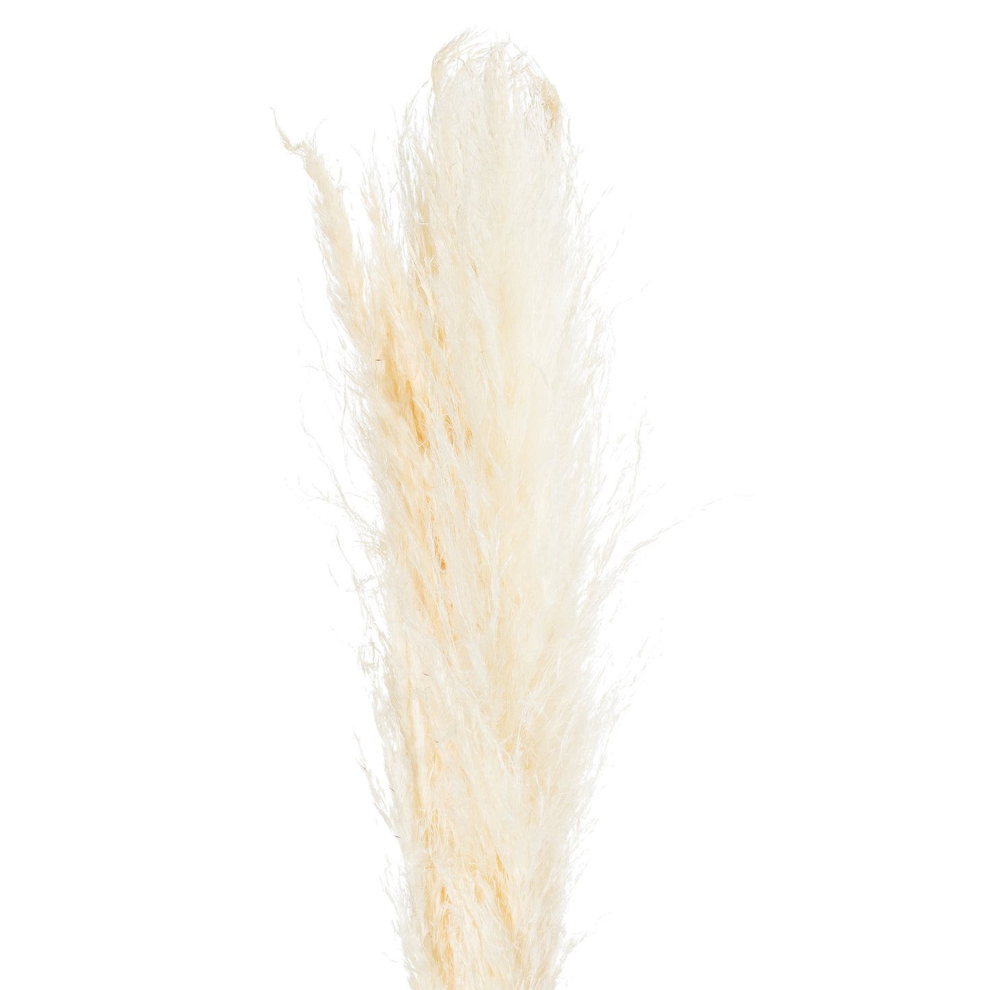 Cream Tall Fluffy Natural Pampas