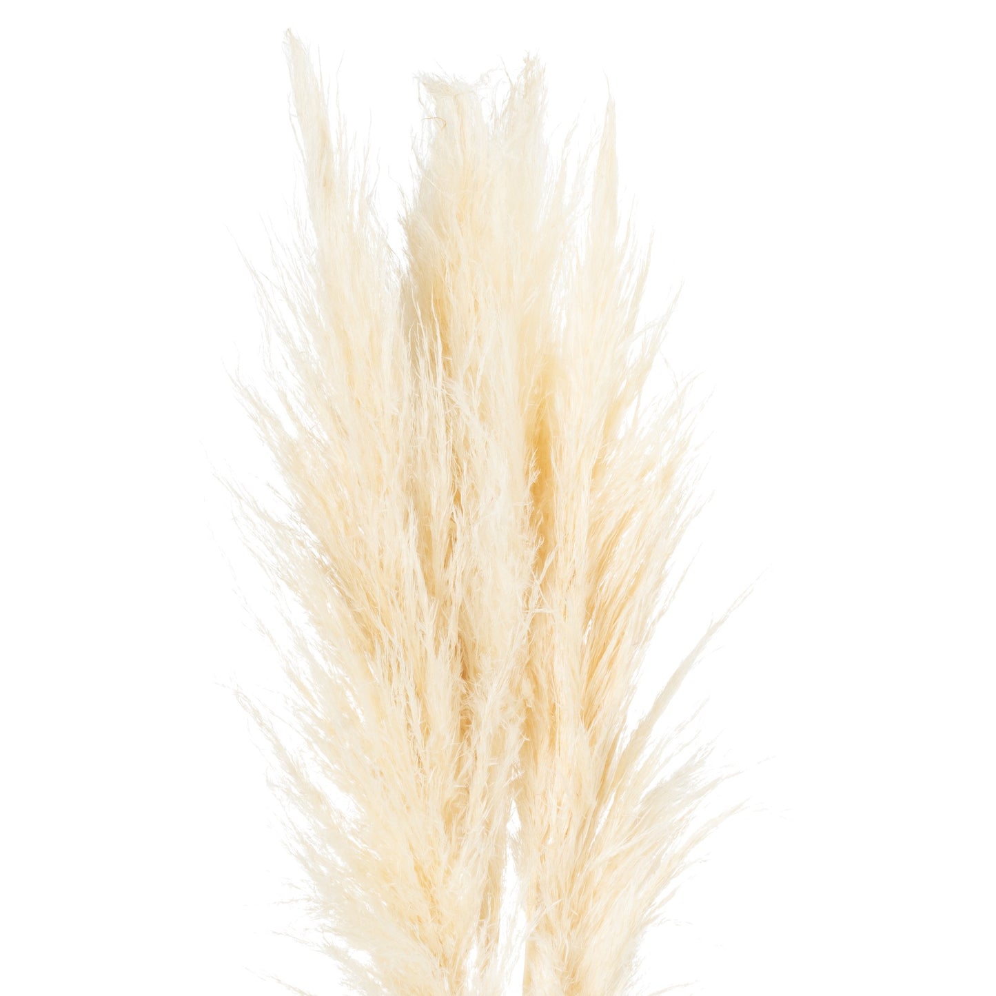 Cream Tall Fluffy Natural Pampas